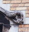 Sint-Michielscollegestraat 97, gebeeldhouwde vogel aan uiteinde van spitsboog, 2002